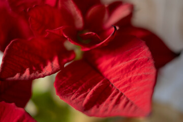 Poinsettia o flor de Navidad, m&aacute;s conocida como Flor de Pascua