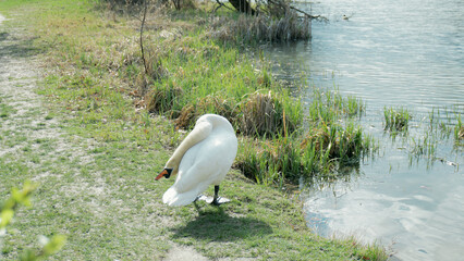 The Adult swan wiped himself