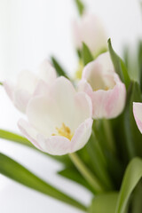 Blumen mit weißem Hintergrund