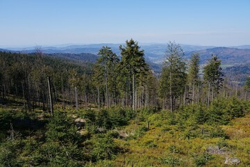 Forest in Silesian Beskids near Szczyrk town in Poland
