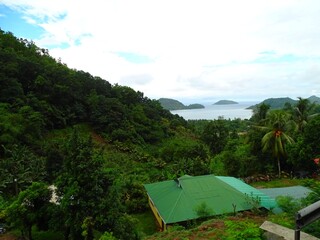 Seychelles, Mahe island, coconut palm, vegetation, shrub