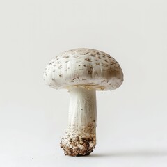 Beautiful fresh porcini mushrooms on white background isolated season healthy food