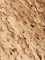 Texture of rotten wood. Rotten wood eaten by worms