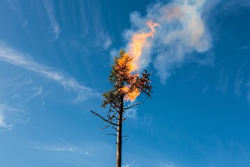 single burning tree with smoke billowing against blue sky