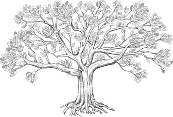 Family oak tree. Isolated on white background. Vector illustration. Disassembled into trunk and leaves.