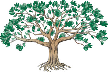 Green family oak tree with a large crown. Isolated on white background. Big vector illustration. 