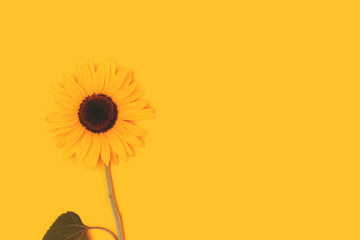 One blooming sunflower on a yellow background. Nature summer concept.
