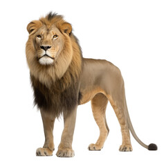Obraz premium lion looking isolated on white