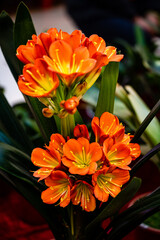 Clivia in full bloom