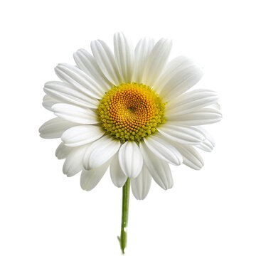 Beautiful white daisy flower isolated on transparent background.