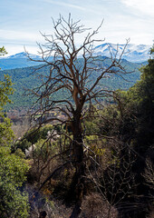 Forest old tree with snowed mountain as background