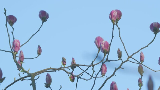 Spring Flowering. Blooming Pink Magnolia Or Magnolia Liliflora. Pink Magnolia Tree Flowers.