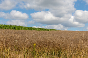 Obraz premium wheat field and blue sky