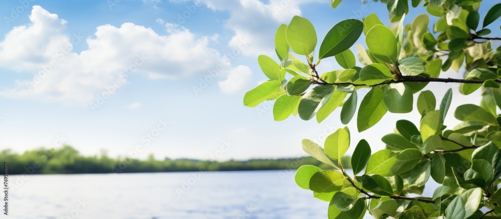 Poster a twig from a tree branch with leaves hangs over the reflective water, creating a natural landscape 