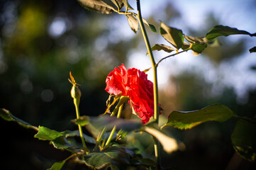 roses blooming in the morning with dew on the leaves and a blurry background