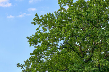 Green spring oak forest full of freshness and clear blue sky