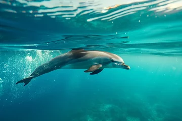 Foto op Canvas underwater view of dolphin ascending towards surface © primopiano