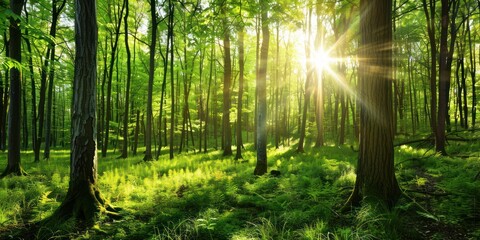 Beautiful rays of sunlight in a green forest
