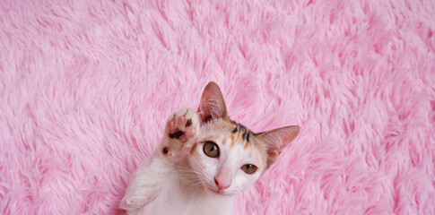 Adorable kitten on pink carpet with large space for text.	