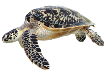 Stoff pro Meter Green Sea Turtle Swimming in the Ocean © Yasir