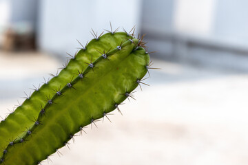 Cactus (Cactaceae) plants with sharp thorns on a blurry background. Cacti is a succulent plant with thick stems, pads, or branches with scales and spines instead of leaves.