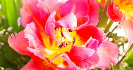 Tulpen Blumen Frühling - 769512052