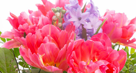 Tulpen Blumen Frühling - 769512216