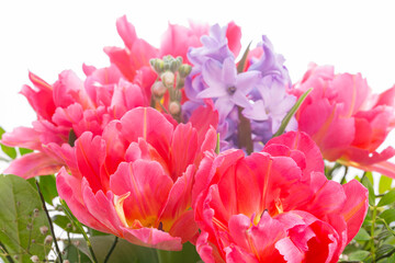 Tulpen Blumen Frühling - 769512279