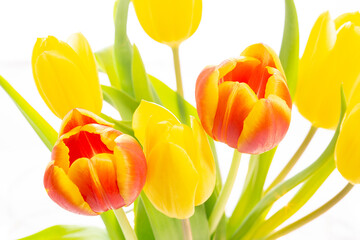 Tulpen Blumen Frühling - 769512435