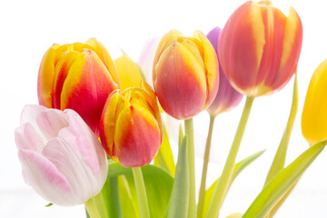 Tulpen Blumen Frühling - 769512681