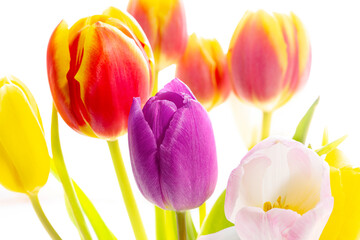 Tulpen Blumen Frühling - 769512877