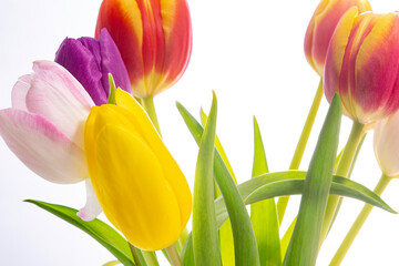 Tulpen Blumen Frühling - 769512888