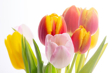 Tulpen Blumen Frühling - 769513013