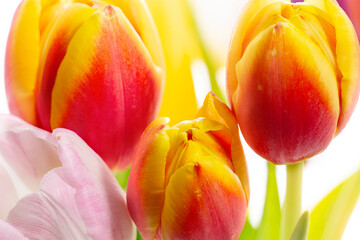 Tulpen Blumen Frühling - 769513247