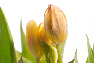 Tulpen Blumen Frühling - 769513636