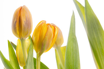 Tulpen Blumen Frühling - 769513679