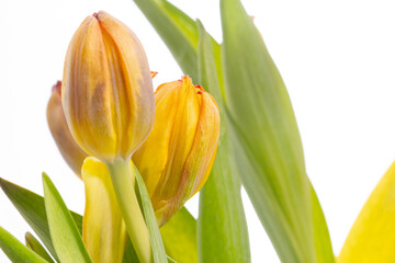 Tulpen Blumen Frühling - 769513803