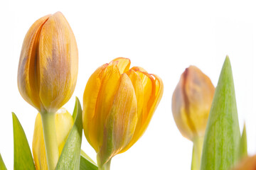 Tulpen Blumen Frühling - 769513826