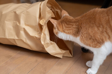 紙袋で遊ぶ猫　茶トラ白 - obrazy, fototapety, plakaty