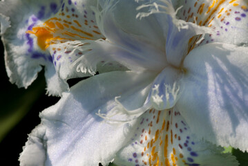 Iris japonica