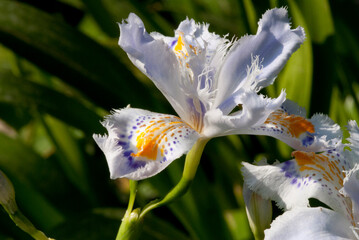 Iris japonica