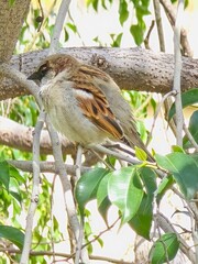 bird on a tree