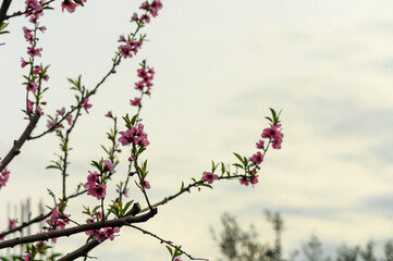 Beautiful Pink Peach Blossoms in a Garden