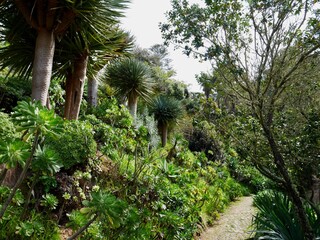 Mexican Garden, Monserrate Palace in Sintra, Portugal.