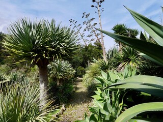 Mexican Garden, Monserrate Palace in Sintra, Portugal.