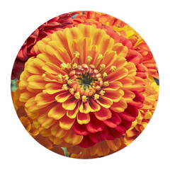 red and yellow dahlia  flower isolated