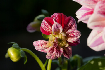 Obraz premium Dahlia