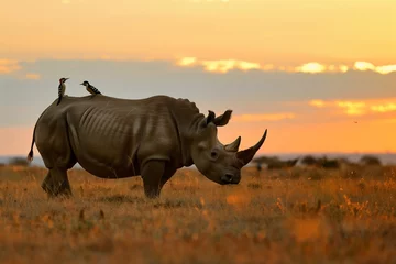 Keuken spatwand met foto rhino with oxpeckers on back at sunset © primopiano