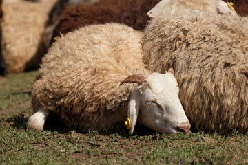 A sheep lies on the grass next to another sheep