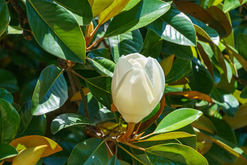 Large white fragrance bud of flower Evergreen Southern Magnolia (Magnolia Grandiflora) in Sochi. Blooming magnolia on city streets.